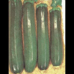 Black Beauty Zucchini 