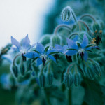 Borage