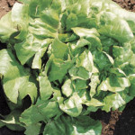 Buttercrunch Lettuce