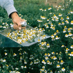 Chamomile