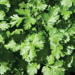 Cilantro