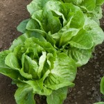 Coastal Star Romaine Lettuce