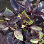 Dark Opal Basil