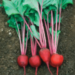 Early Wonder Tall Top Beet