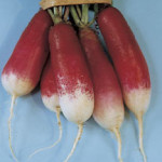 French Breakfast Radish