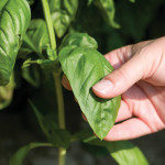 Genovese Basil