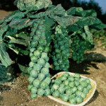 Jade Cross E Brussels Sprouts