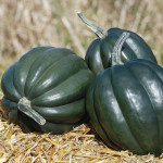 Jet Acorn Squash