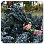  Lacinato (Dinosaur) Kale