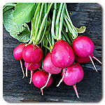 Pink Beauty Radish