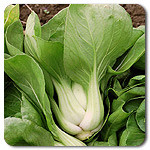 Shanghai Green Pac Choi