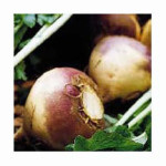 Purple Top White Globe Turnip