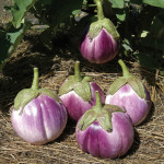 Rosa Bianca Eggplant