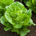 Salvius Romaine Lettuce