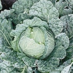 Savoy King  Cabbage