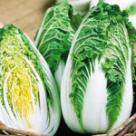 Soloist Chinese Cabbage