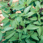 Sweet Thai Basil