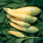 Zephyr Summer Squash