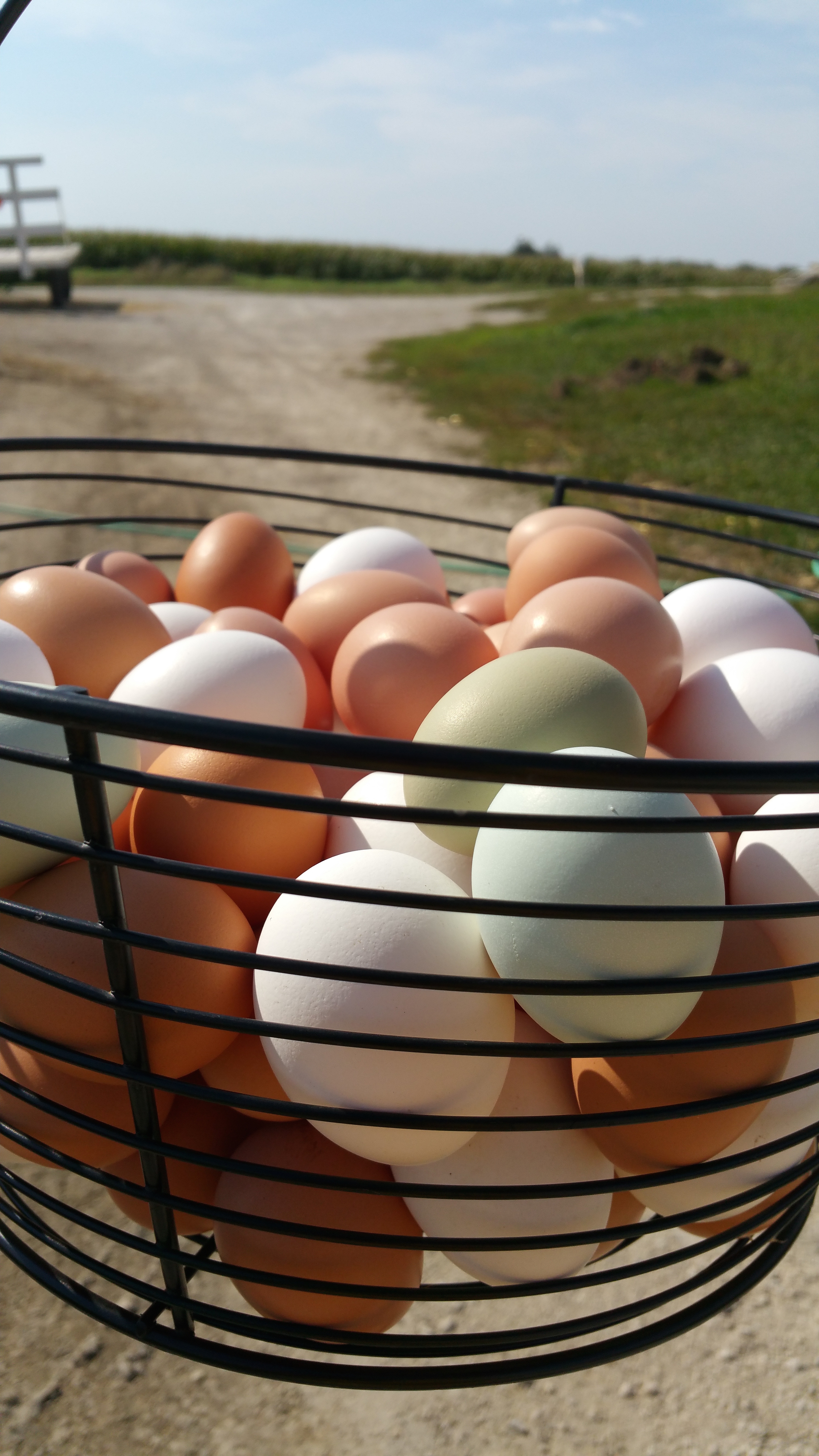 Basket of Eggs copy