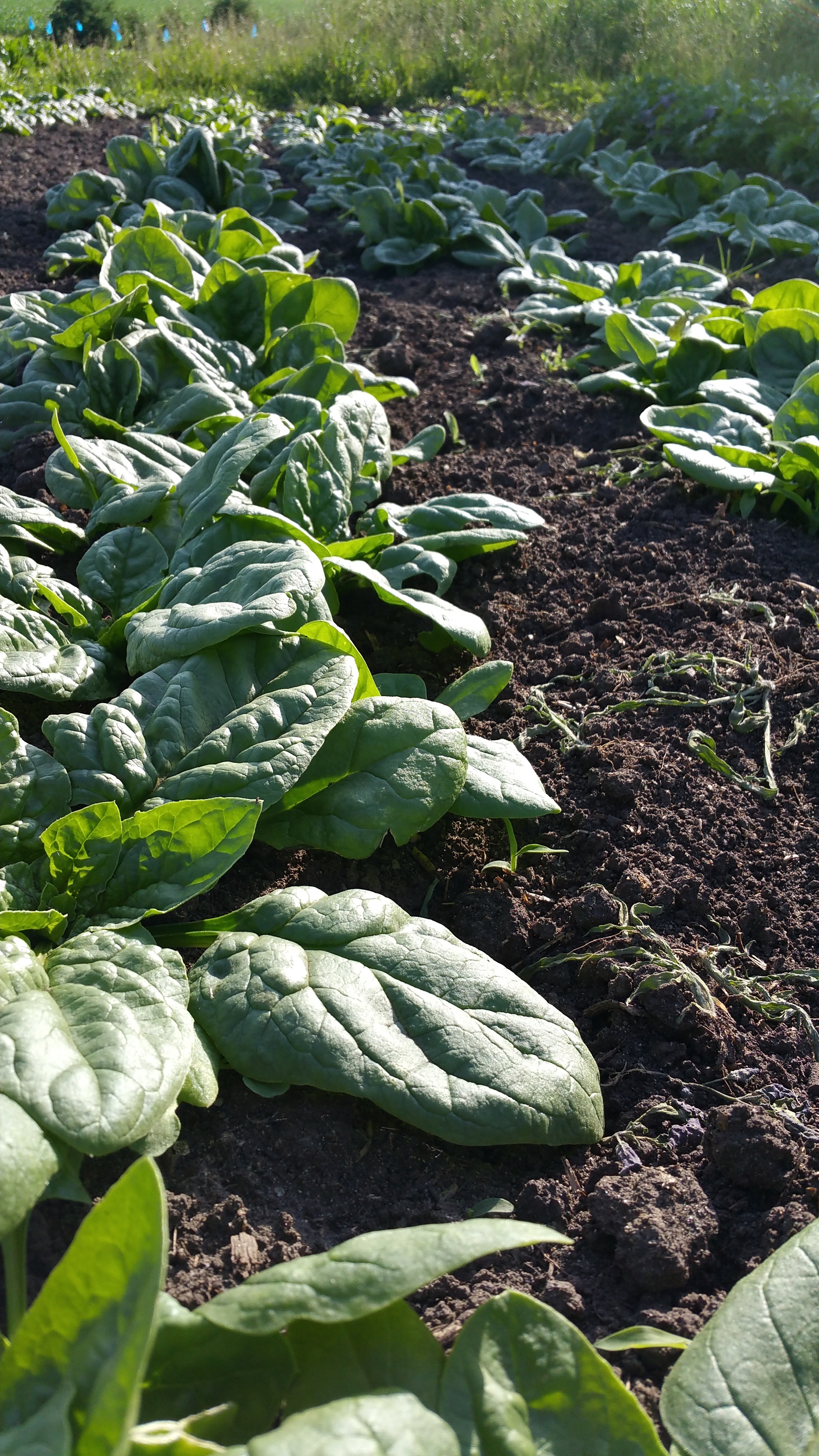 Spinach in Field