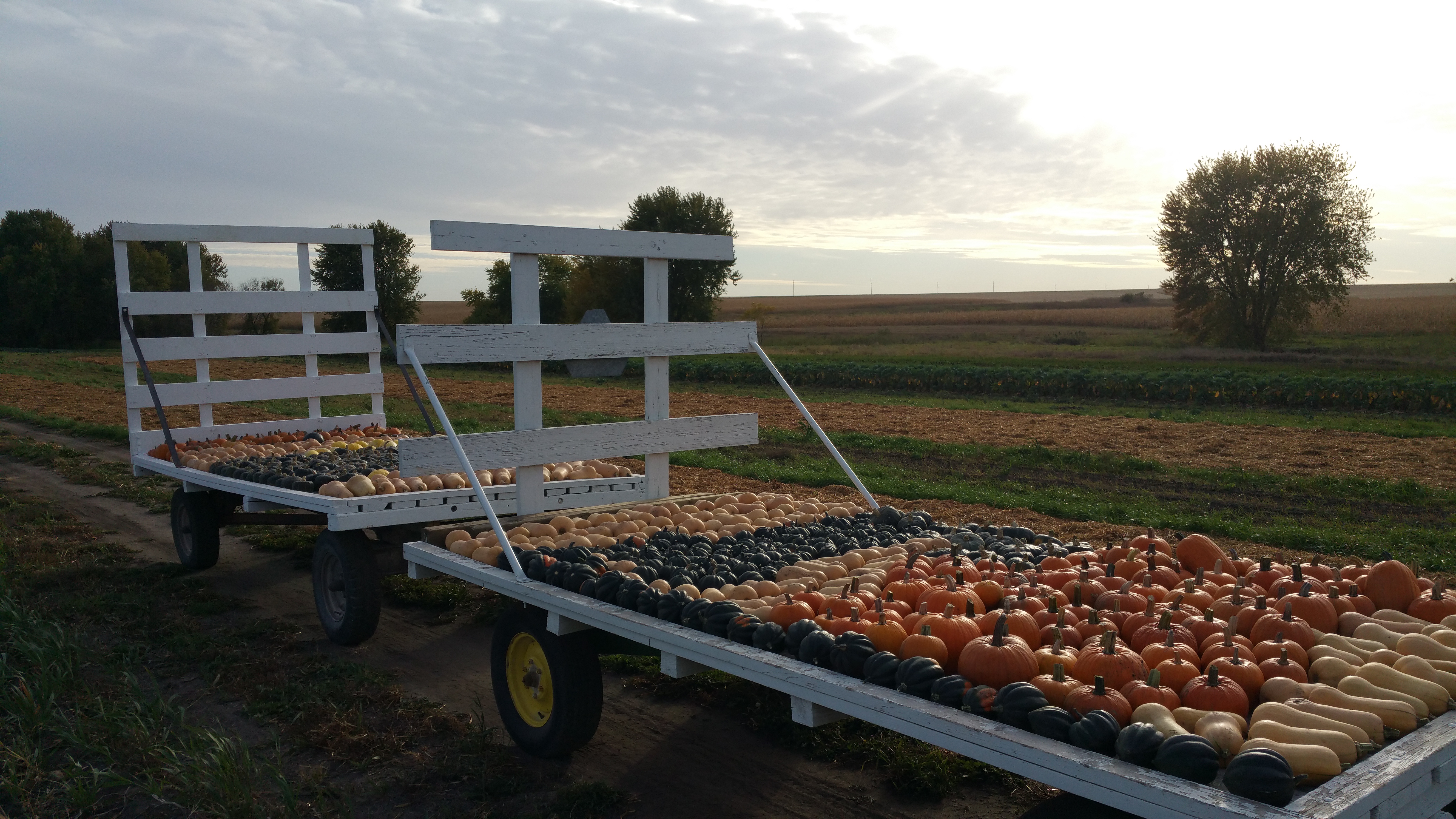 Fall squash harvest copy